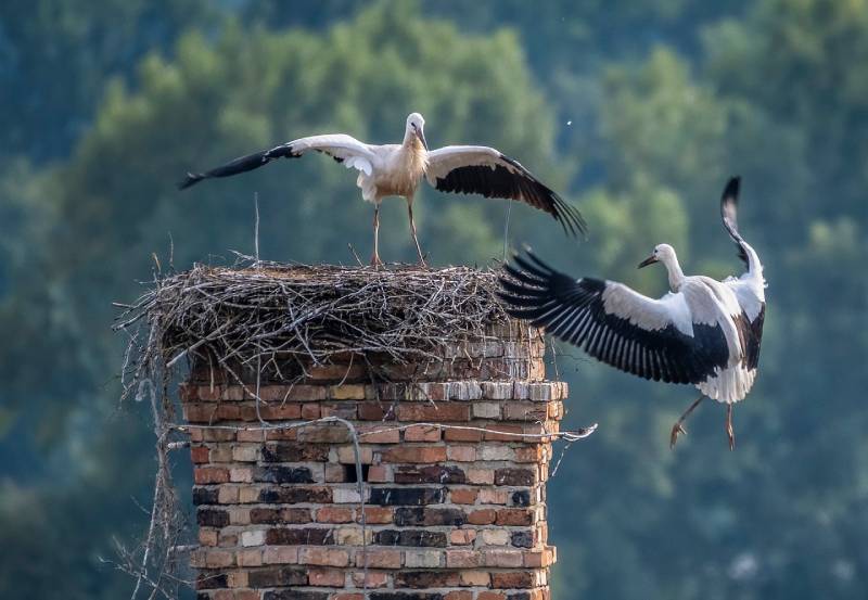 Professional Chimney Animal Removal Services in Waterbury, Connecticut